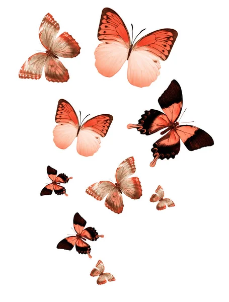 Manada Mariposas Voladoras Aisladas Blanco —  Fotos de Stock