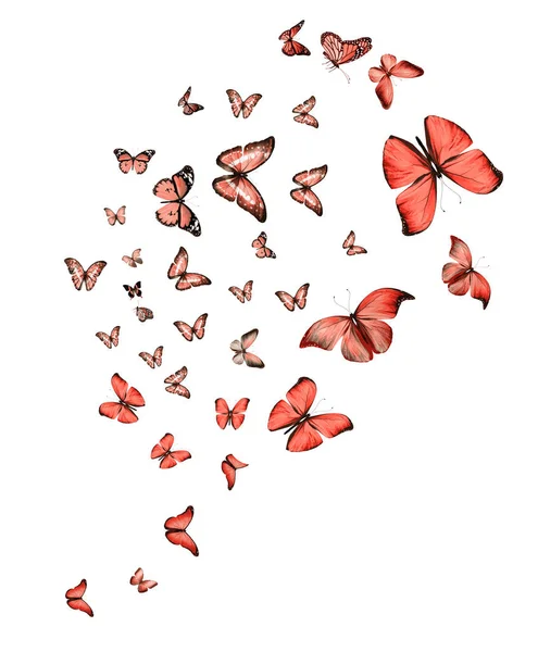 Stado Motyli Odizolowanych Biało — Zdjęcie stockowe