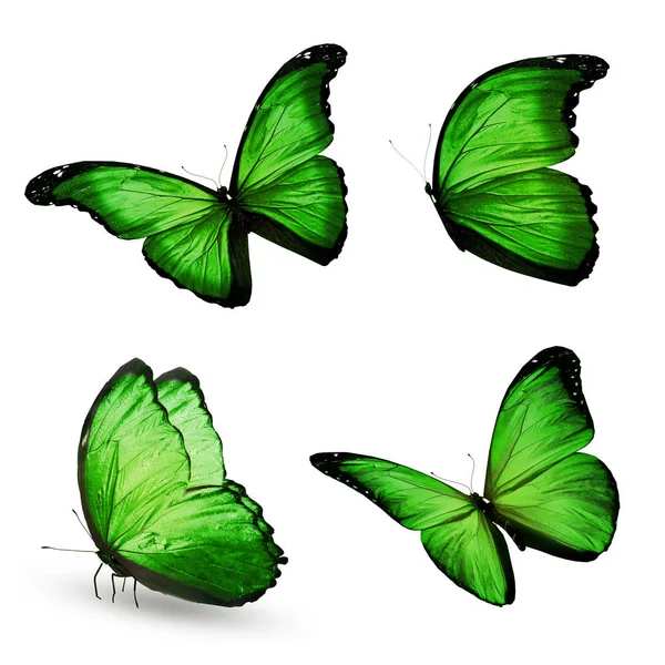 Color Butterflies Isolated White Background — Stock Photo, Image