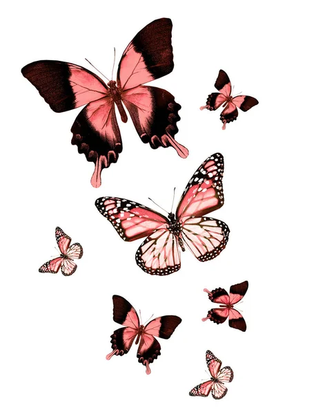Sublimación De Alas De Mariposa Png. Aislado En Fondo Blanco. Stock de  ilustración - Ilustración de cree, ramo: 271440386