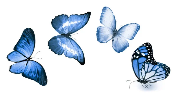 Color Butterflies Isolated White Background — Stock Photo, Image