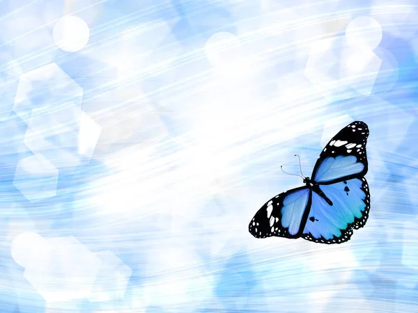 Blauer Schmetterling Auf Blauem Hintergrund — Stockfoto