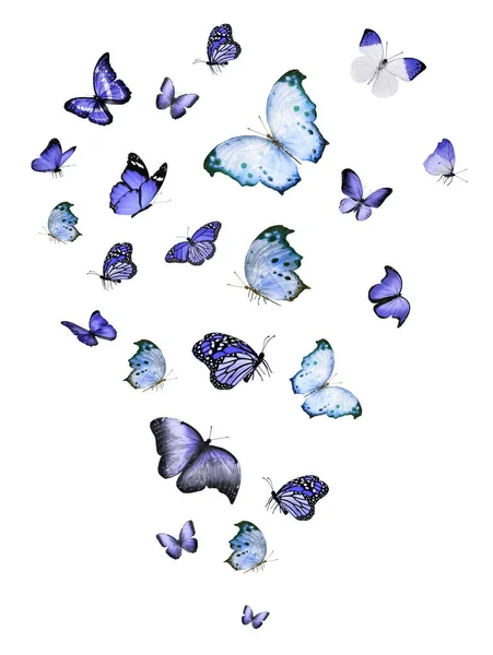Hejno Létajících Motýlů Izolovaných Bílém — Stock fotografie