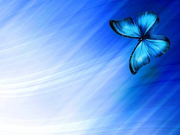 Kék Pillangó Égkék Háttérben — Stock Fotó