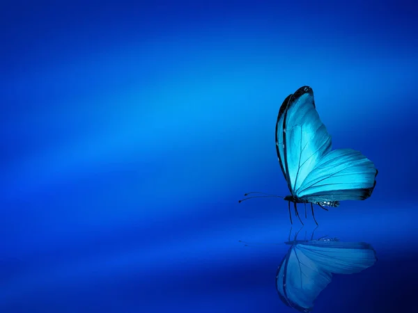 Mariposa Azul Sobre Fondo Azul Cielo — Foto de Stock