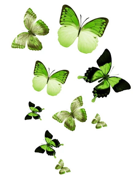 Lentävät Perhoset Parvi Eristetty Valkoinen — kuvapankkivalokuva