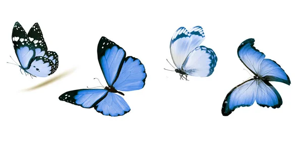 Color Butterflies Isolated White Background — Stock Photo, Image