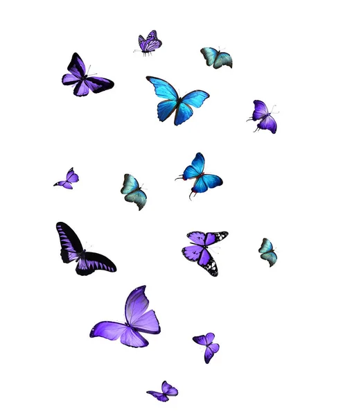 Uçan Kelebek Sürüsü Beyazlar Üzerinde Izole Edilmiş — Stok fotoğraf