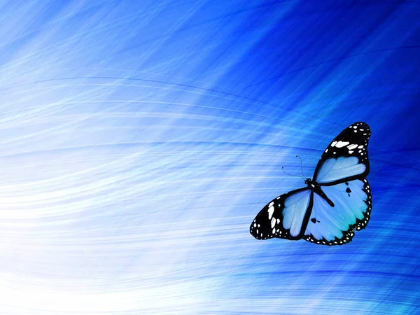 Blue butterfly on sky blue background