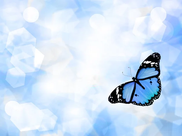 Blue Butterfly Sky Blue Background — Stock Photo, Image