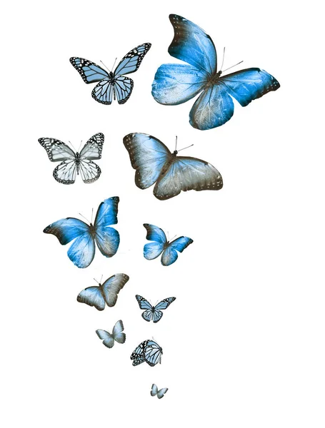 Manada Mariposas Voladoras Aisladas Blanco — Foto de Stock