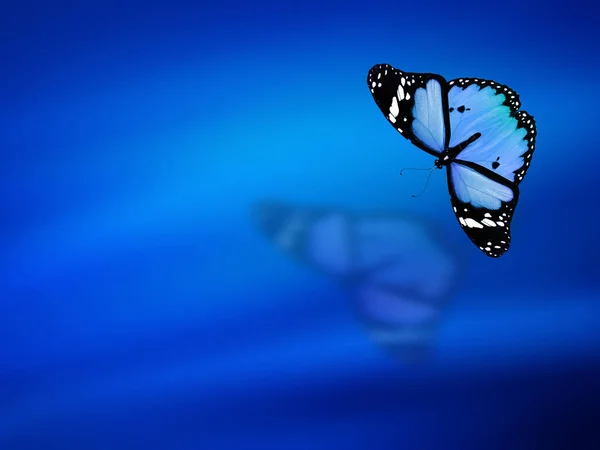 Farfalla Blu Sfondo Blu Cielo — Foto Stock