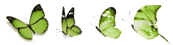 Color Mariposas Naturales Acuarela Aisladas Sobre Fondo Blanco —  Fotos de Stock