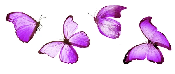 彩色蝴蝶 白色背景隔离 — 图库照片
