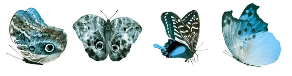 배경에 고립된 나비들 — 스톡 사진