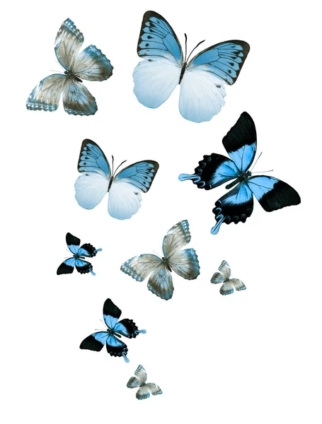 Flock Flying Butterflies Isolated White — Stock Photo, Image