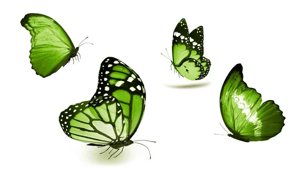 Color Butterflies Isolated White Background — Stock Photo, Image