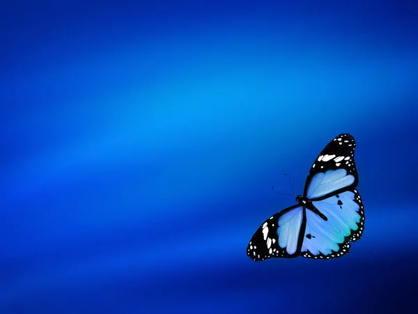 Μπλε Πεταλούδα Στον Ουρανό Μπλε Φόντο — Φωτογραφία Αρχείου