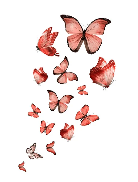 白に隔離された蝶の群れ — ストック写真