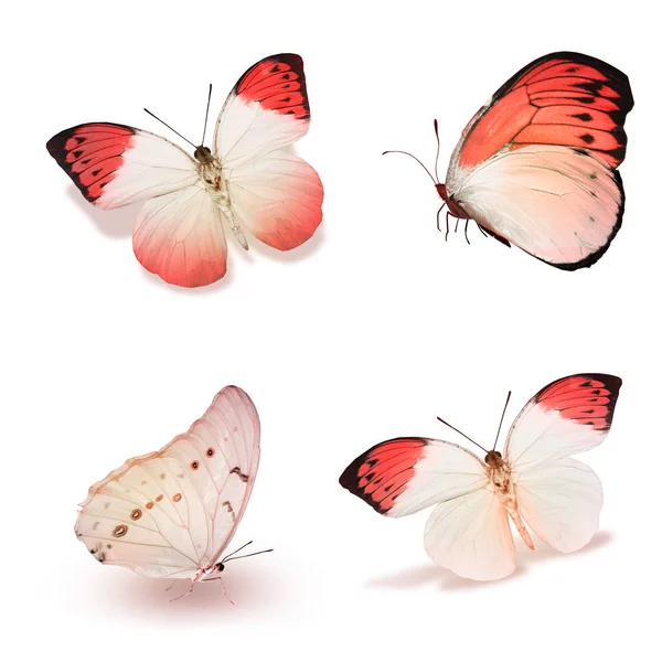 Papillons Couleur Isolés Sur Fond Blanc — Photo