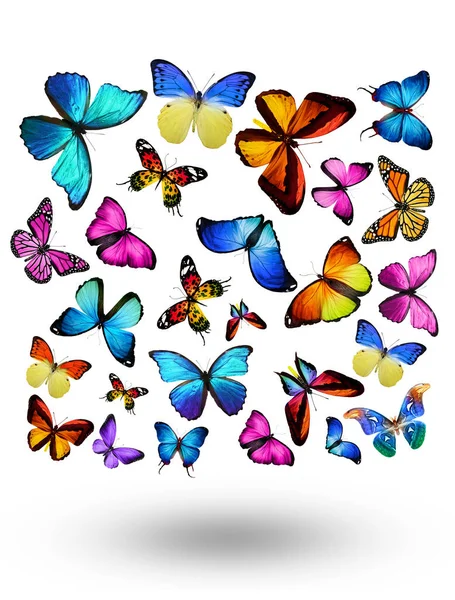 Flock Flygande Fjärilar Isolerade Vit — Stockfoto