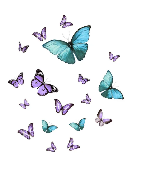 成群结队的飞着的蝴蝶被白色隔离了 — 图库照片