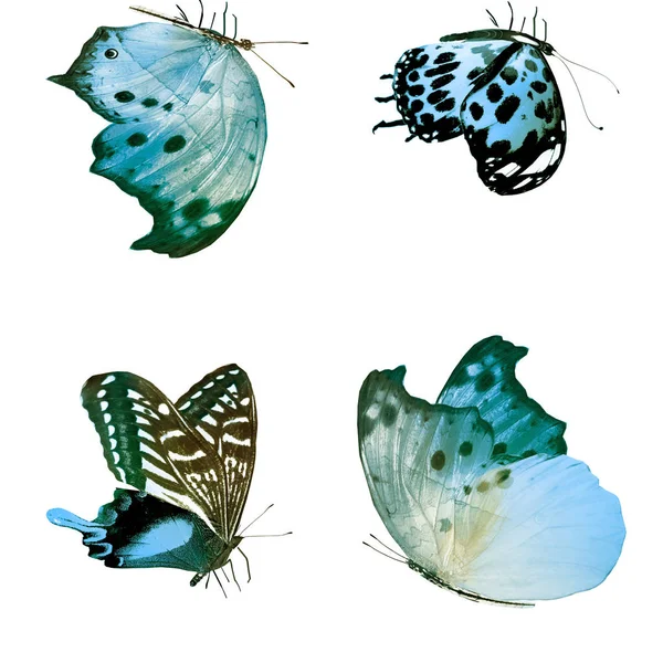 Mariposas Color Aisladas Sobre Fondo Blanco — Foto de Stock