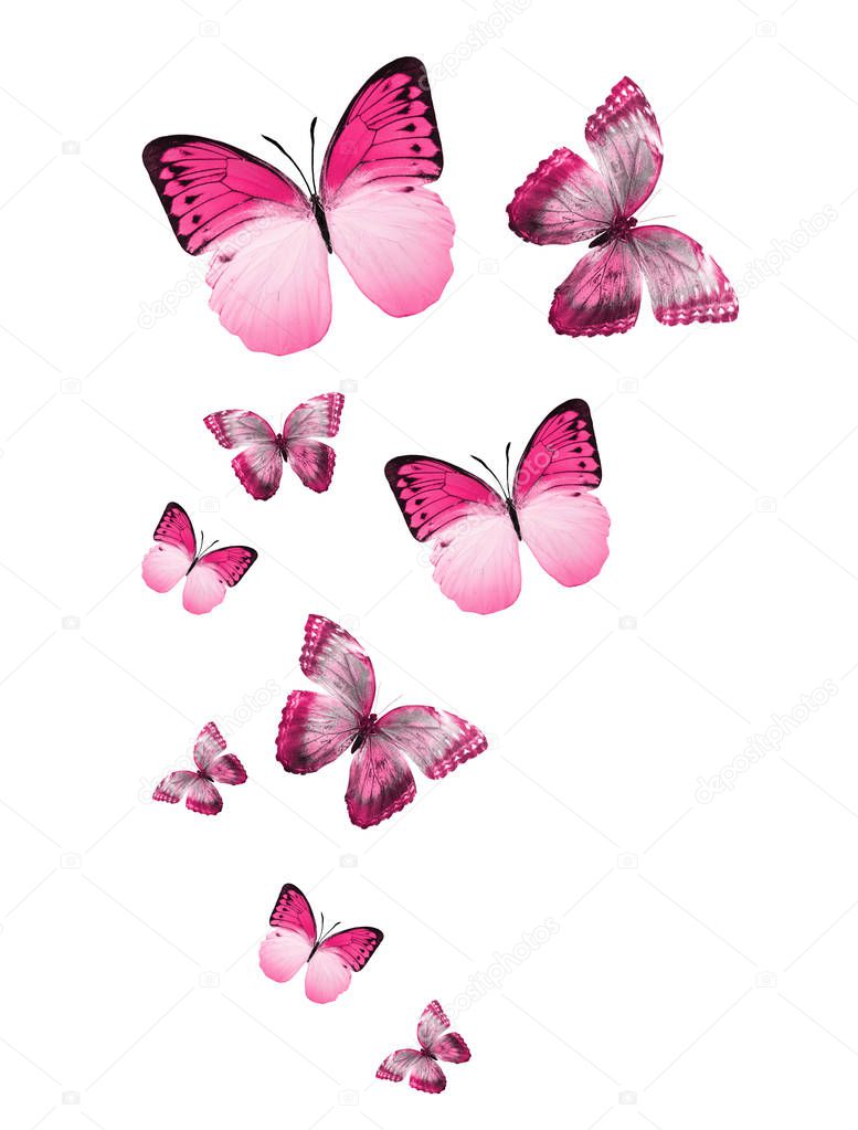 Flock of flying butterflies isolated on white