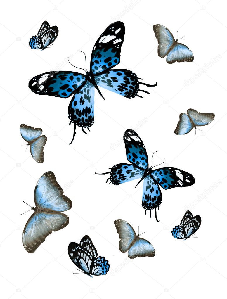 Flock of flying butterflies isolated on white