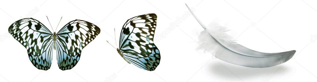 Color butterflies and feather, isolated on white background