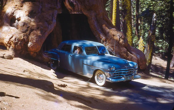 Фотографія Вінтажу Автомобіля Chrysler Їде Через Дерево Редвуд Каліфорнії Під — стокове фото