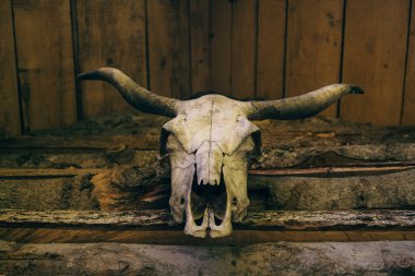 ineğin kafatası ahşap bir duvarda asılı.