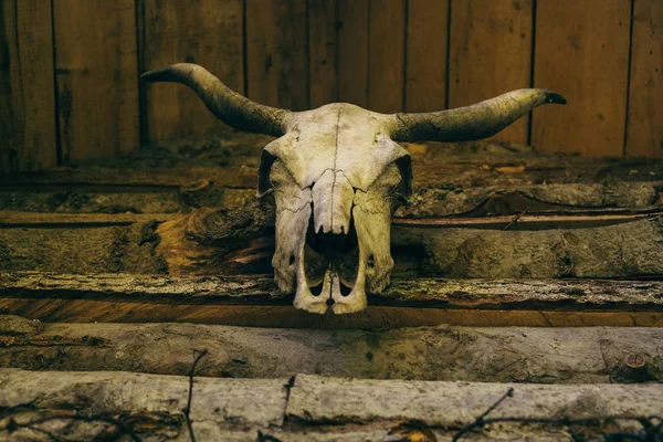 the cow\'s skull hangs on a wooden wall.