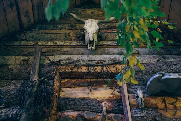 牛の頭蓋骨が木製の壁にハングアップします — ストック写真