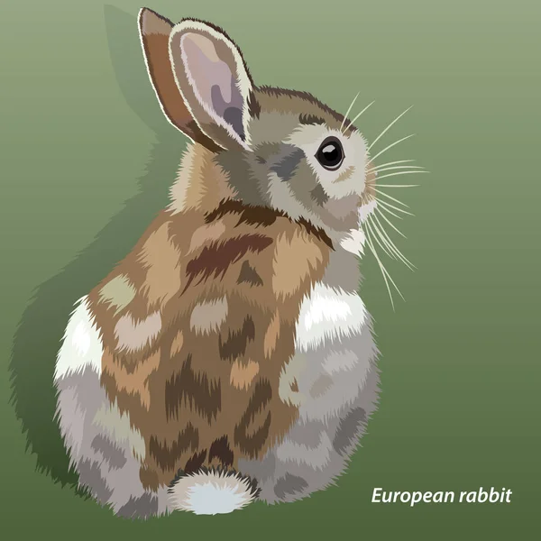Realistisch Europees konijn, geïsoleerd, op een groene achtergrond — Stockvector