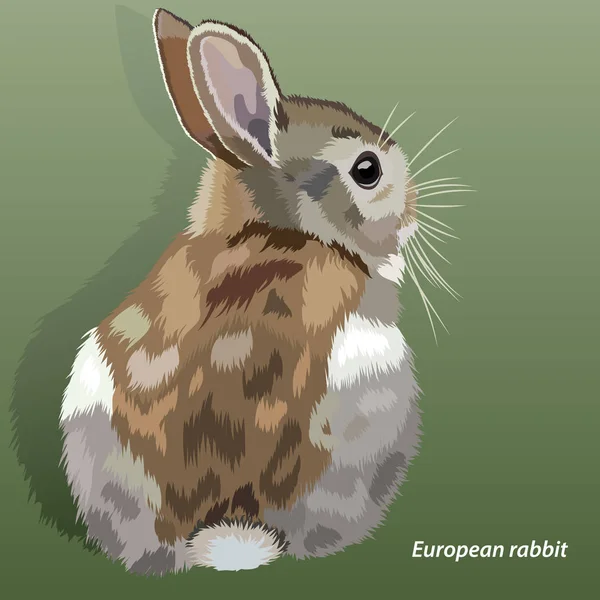 Lapin européen réaliste, isolé, sur fond vert — Image vectorielle