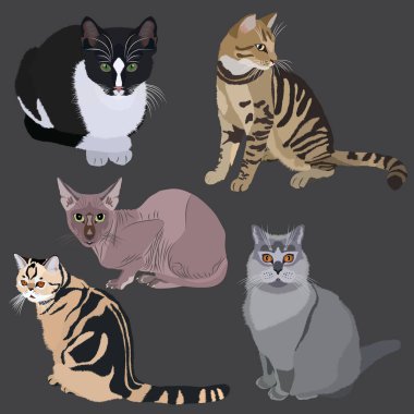 Koleksiyonu farklı doğurmak Cats. Beş gri arka plan üzerinde izole kedi vektör
