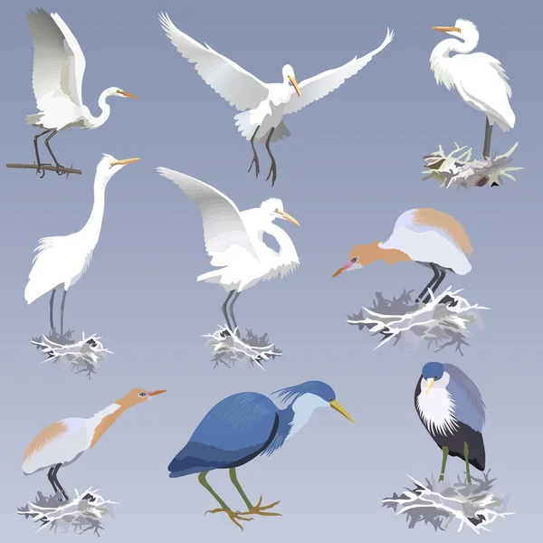 Set Realistic Herons Different Species Different Postures Nests Branch Pied — Stock Vector