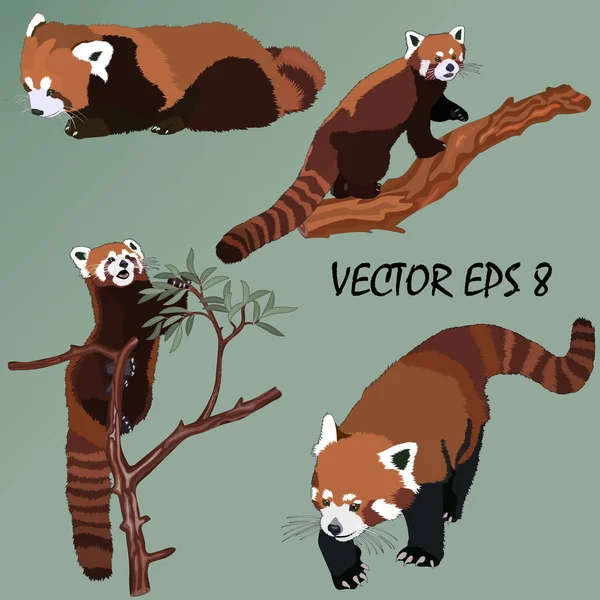 Egy Sor Valósághű Elszigetelt Vörös Panda Világos Zöld Háttér Közelről — Stock Vector