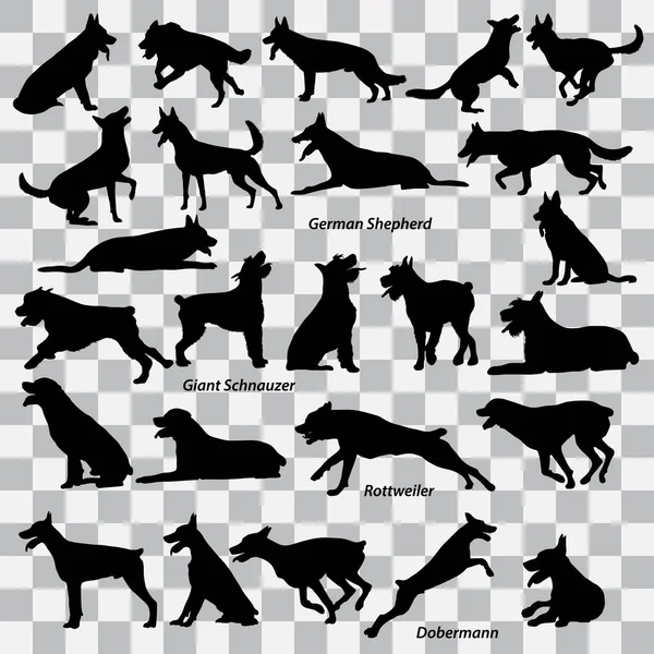 A set of black silhouettes of dogs - German Shepherd, Giant schnauzer,  Dobermann, Rottweiler on a transparent background. Set of vector illustrations
