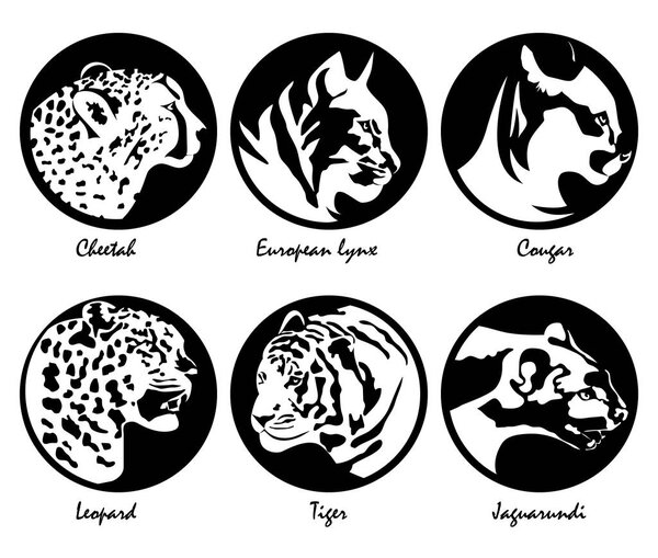Big cats - logos, icons in black circles, illustration collection, isolated