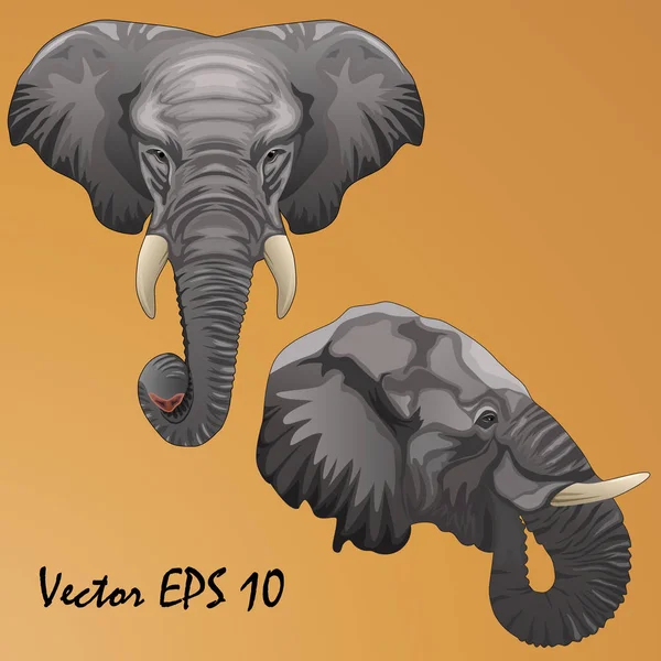 Две Головы Африканских Слонов Профиль Полное Лицо Вектор Изолированный Оранжевом — стоковый вектор