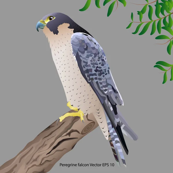 Realistic Peregrine Falcon Sitting Branch Isolated Gray Background Vector Illustration — Stock Vector