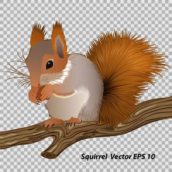 Figure squirrel with a nut, sitting on a branch close-up Vector Graphics