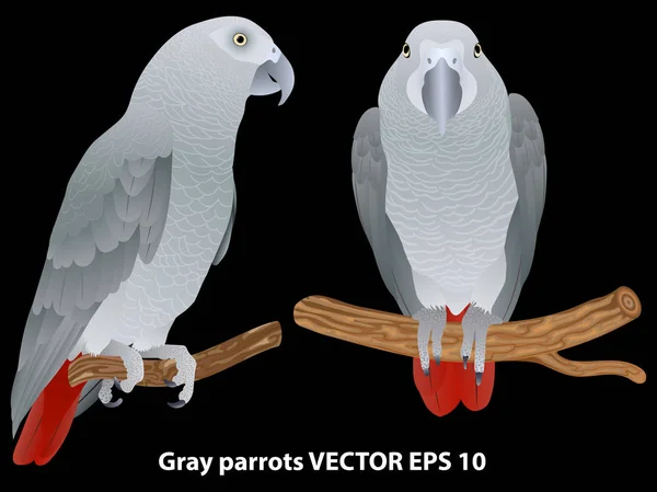 Dois papagaios-cinzentos africanos realistas (jaco) em ramos — Vetor de Stock