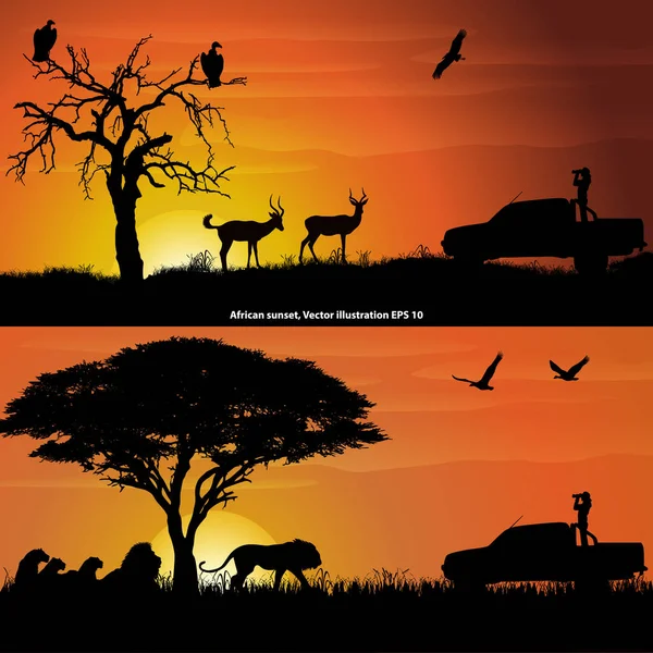 Duas paisagens africanas ao pôr do sol, com uma menina com binóculos, impalas, leões e pássaros — Vetor de Stock
