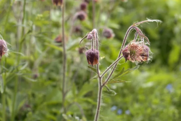 Lila Blommor Slagit Ängen Blommig Bakgrund — Stockfoto