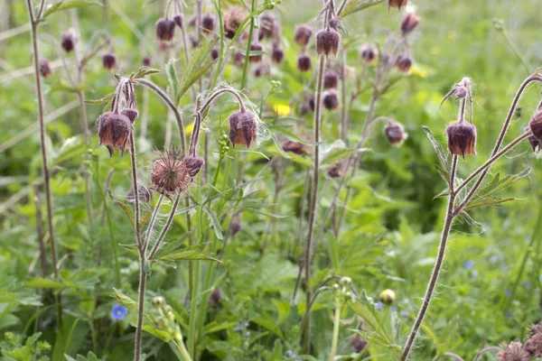 Lila Blommor Slagit Ängen Blommig Bakgrund — Stockfoto