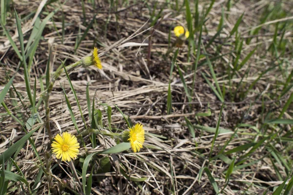 Gelbe Frühlingsblumen Blühen Auf Einer Wiese Tussilago Farfara — Stockfoto