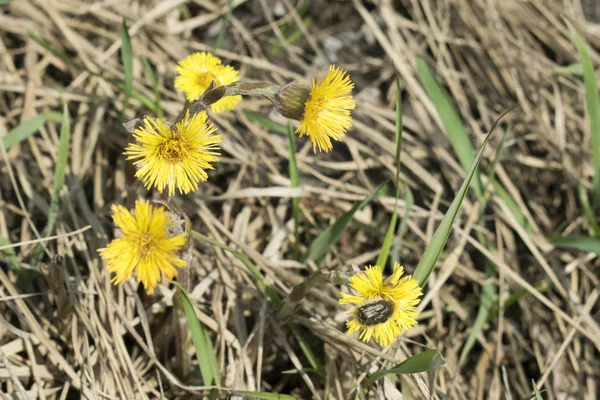 Žlutá Jarní Květiny Květy Louce Tussilago Farfara — Stock fotografie